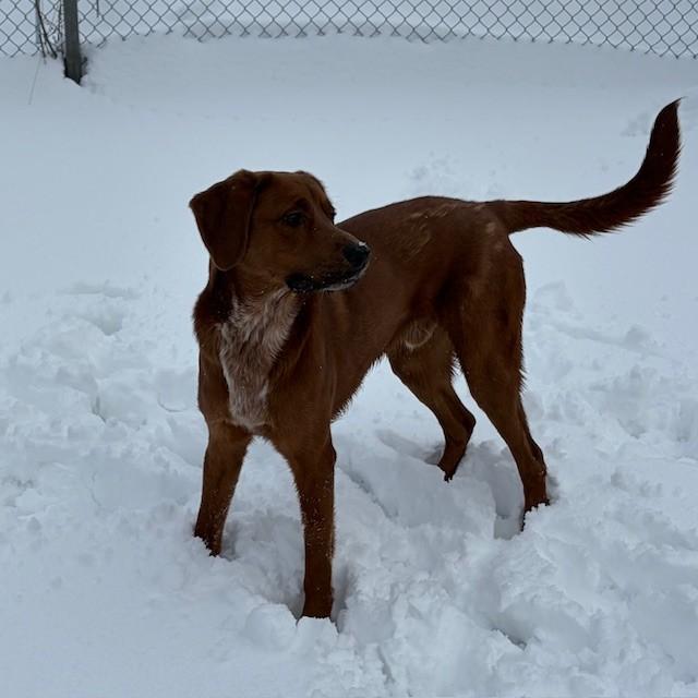 Max, adoptable, Adult Male Hound & Retriever.