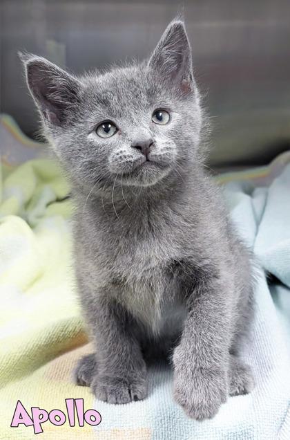 Enlarge Apollo, a Adoptable mixed breed in Mason, MI image 1/1