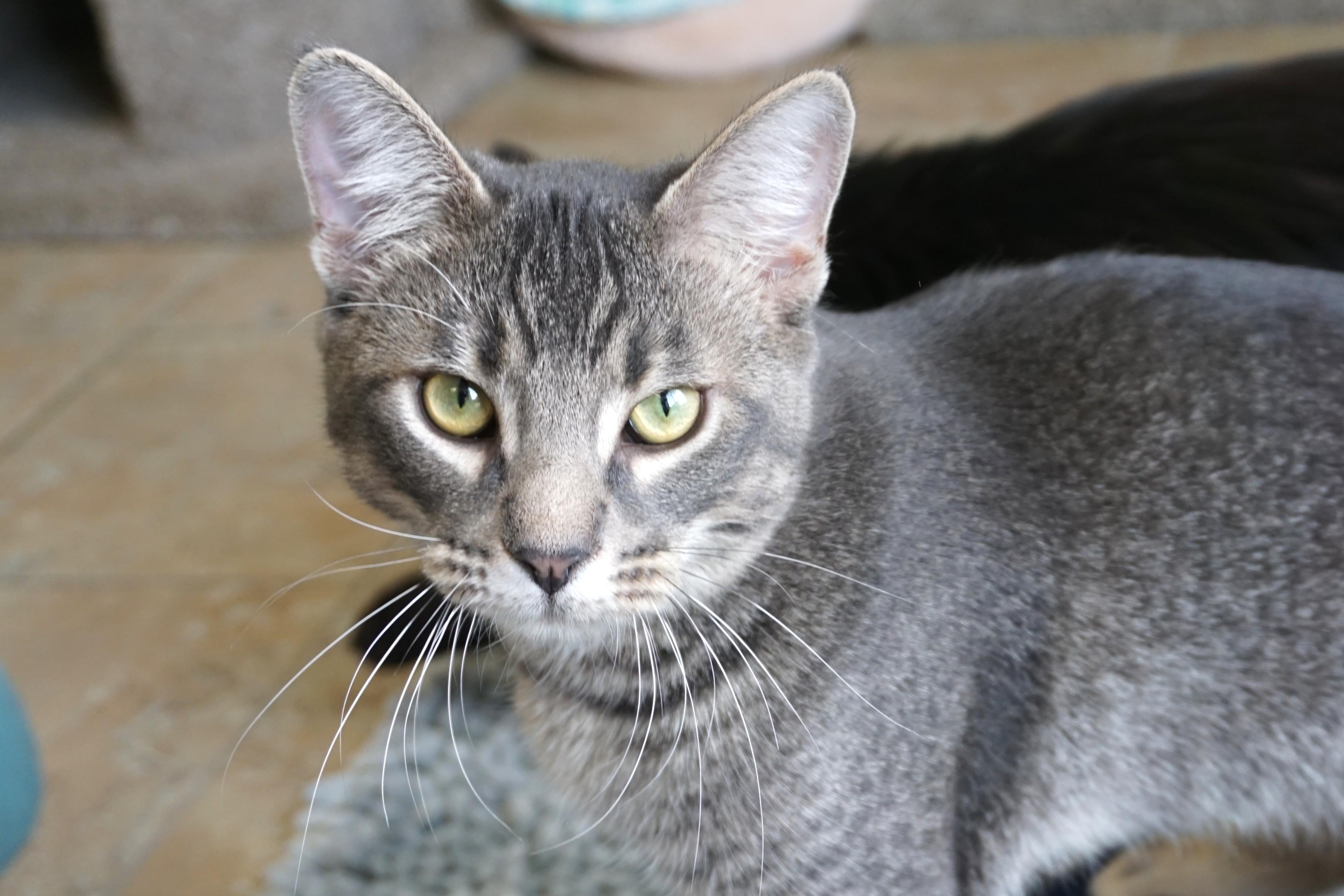 Enlarge Jahari, an adopted Domestic Short Hair in Fountain Hills, AZ image 1/5