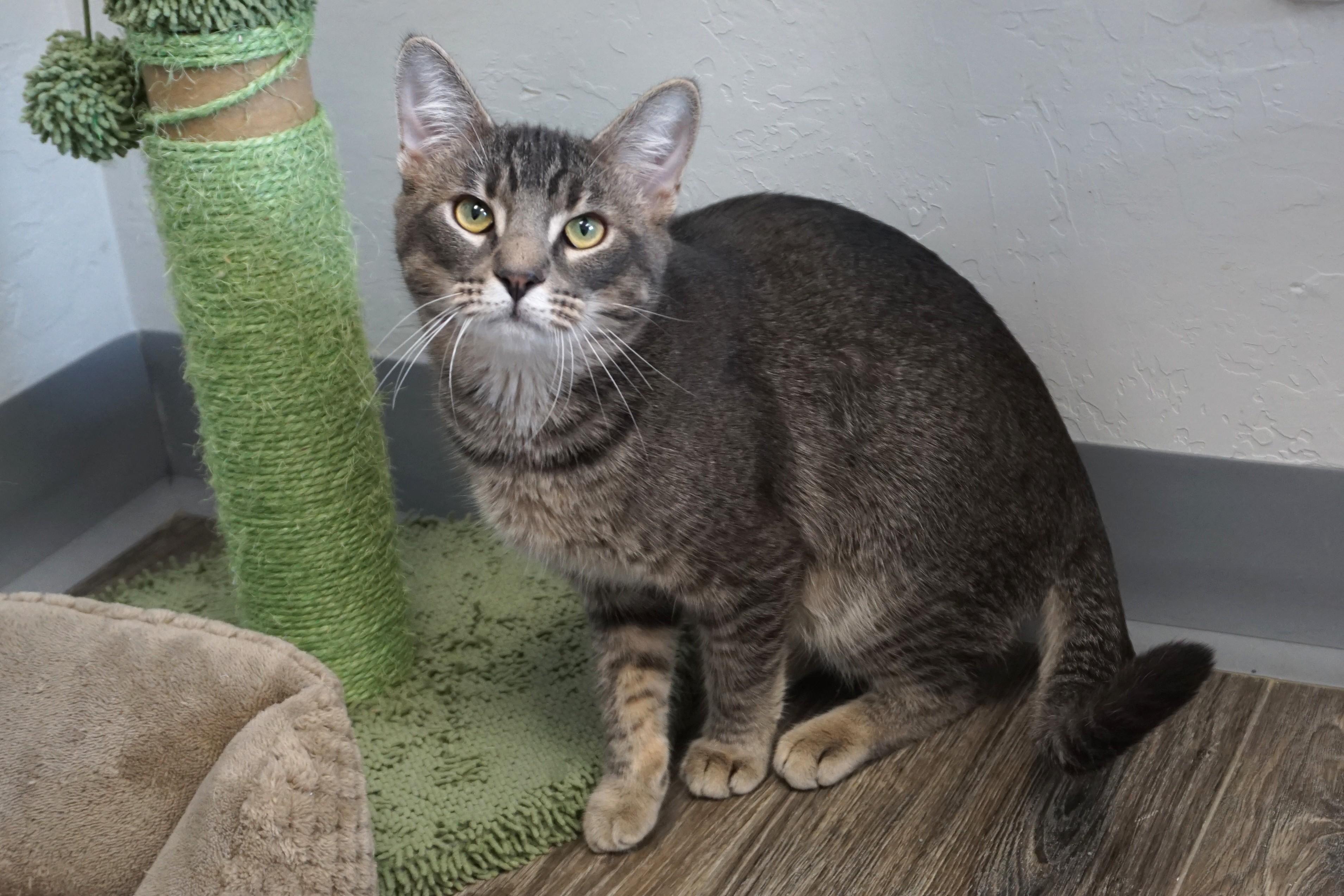 Enlarge Jahari, an adopted Domestic Short Hair in Fountain Hills, AZ image 4/5