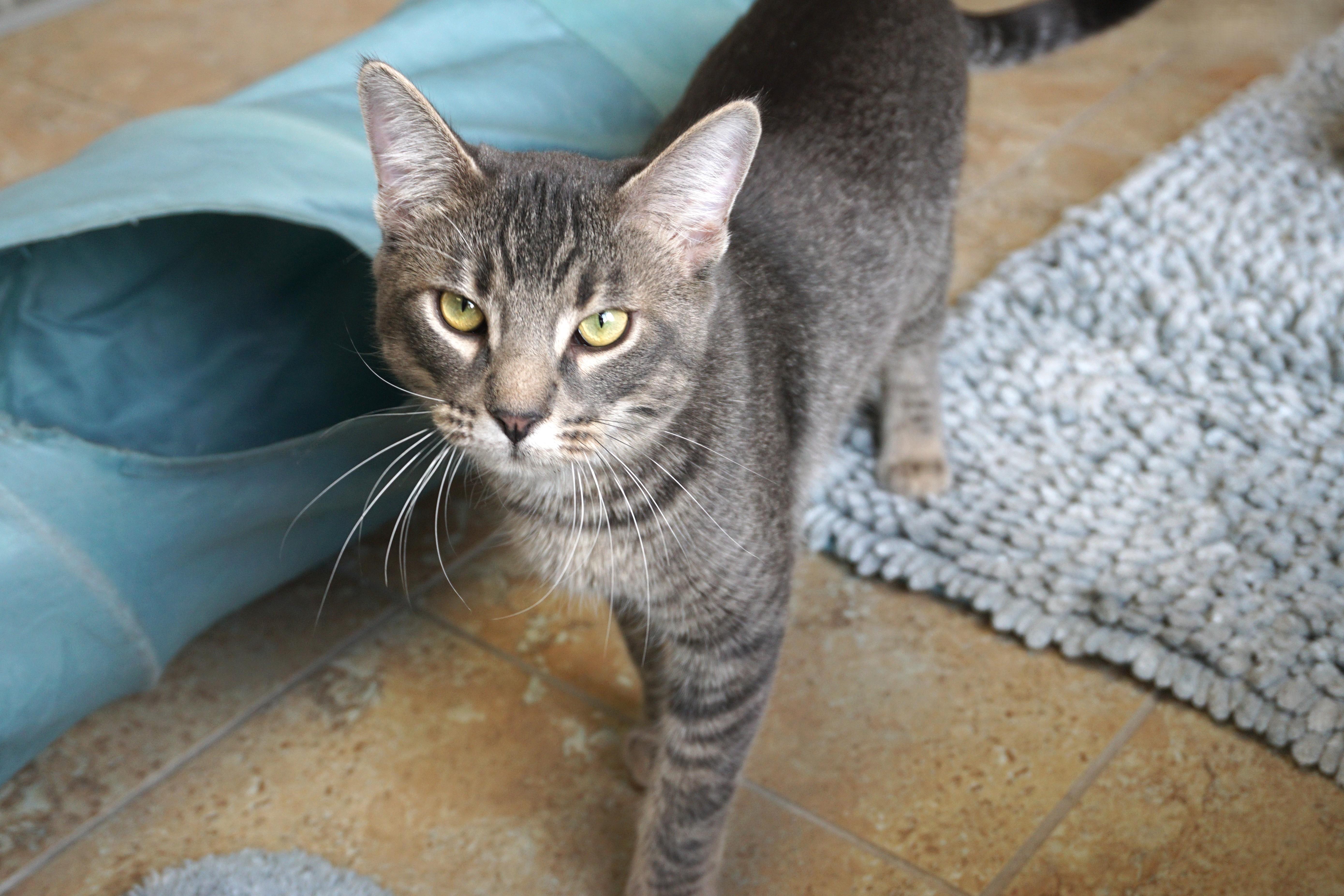 Enlarge Jahari, an adopted Domestic Short Hair in Fountain Hills, AZ image 2/5
