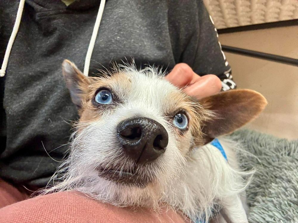 Tyson, Adopted, Adult Male Chihuahua & Yorkshire Terrier.