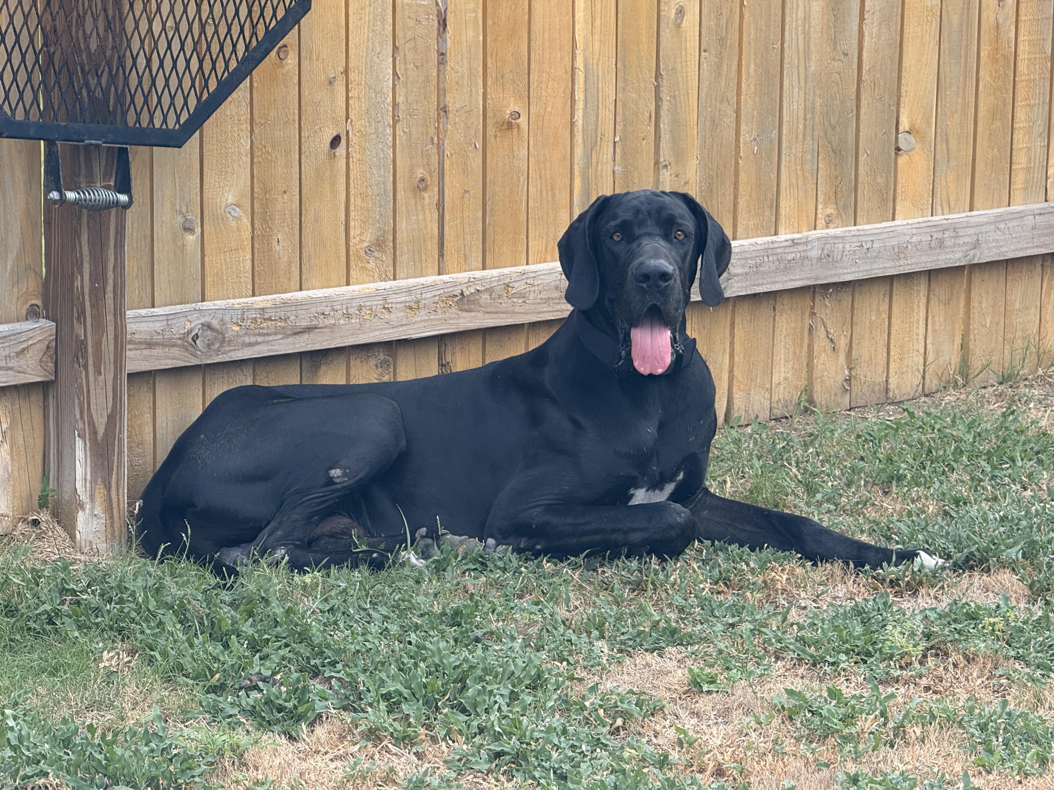 Enlarge Malfoy, a Adoptable Great Dane in San Antonio, TX image 2/6