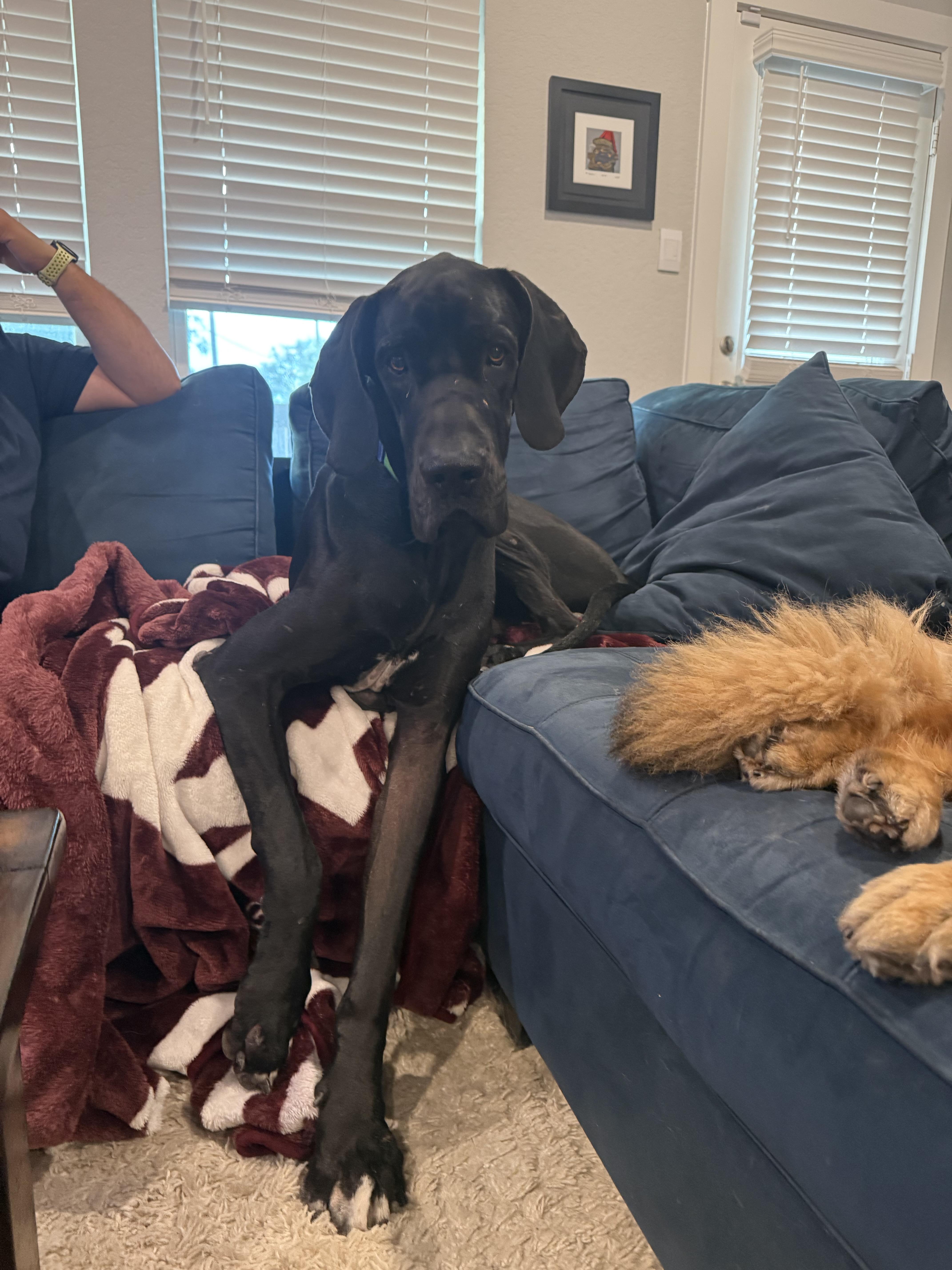 Enlarge Malfoy, a Adoptable Great Dane in San Antonio, TX image 4/6