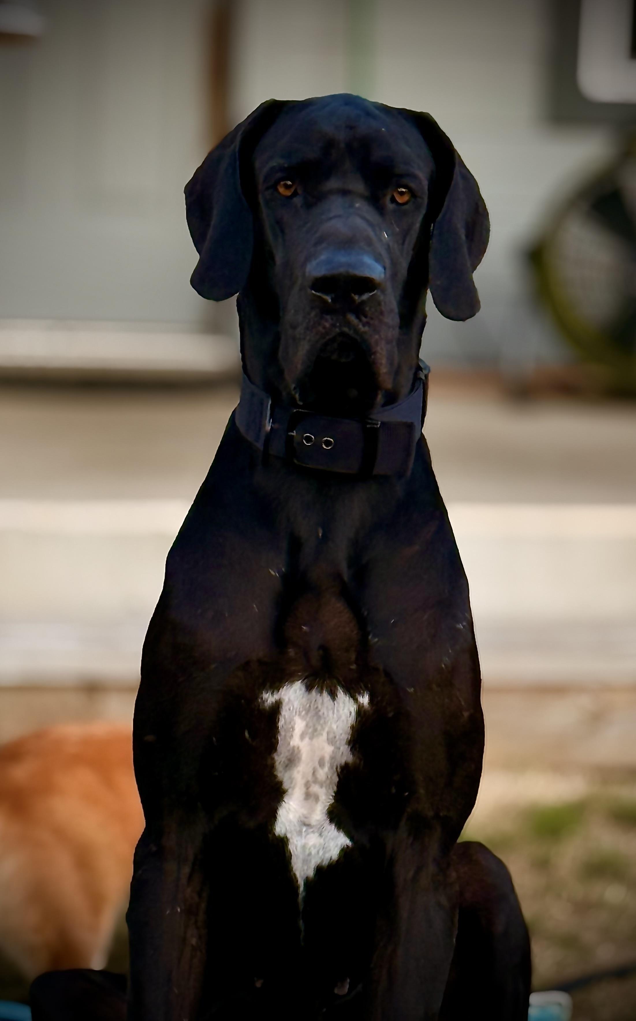 Malfoy, Adoptable, Adult Male Great Dane.