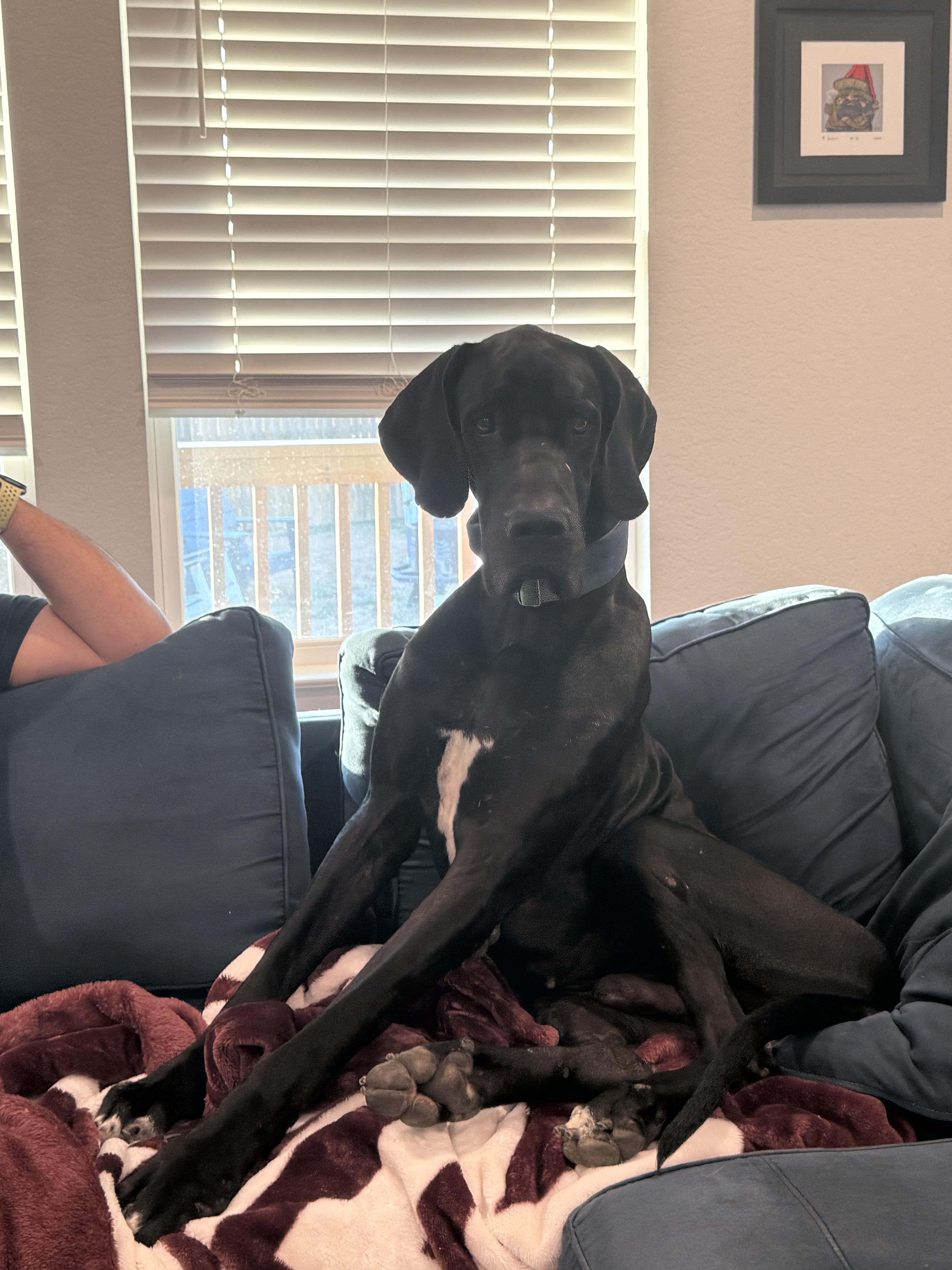 Enlarge Malfoy, a Adoptable Great Dane in San Antonio, TX image 3/6