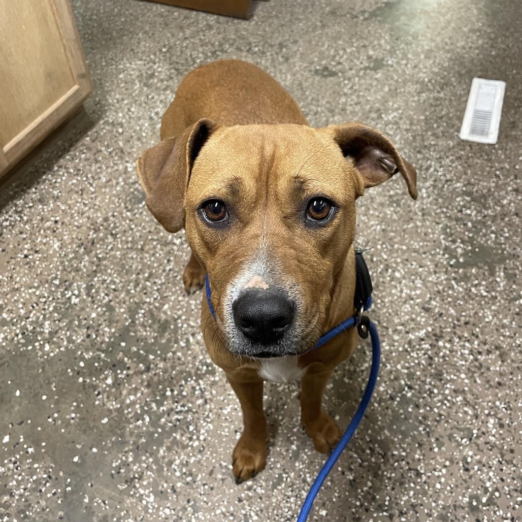 Rhoan, Adoptable, Young Female Pit Bull Terrier.