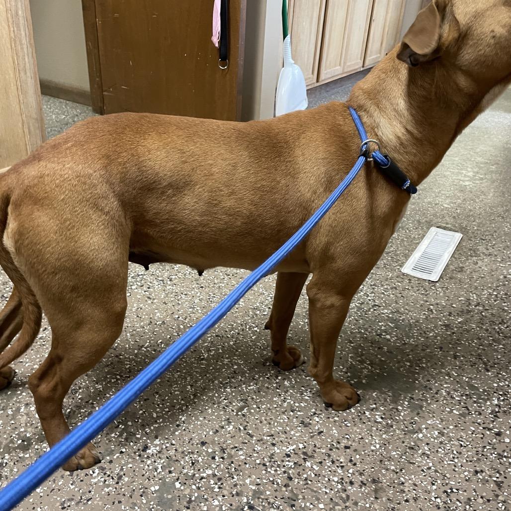 Enlarge Rhoan, a Adoptable Pit Bull Terrier in Stilwell, OK image 2/2