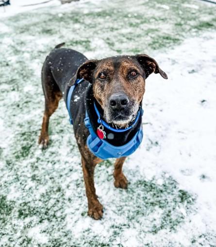 Bruiser, Adoptable, Adult Male Doberman Pinscher.