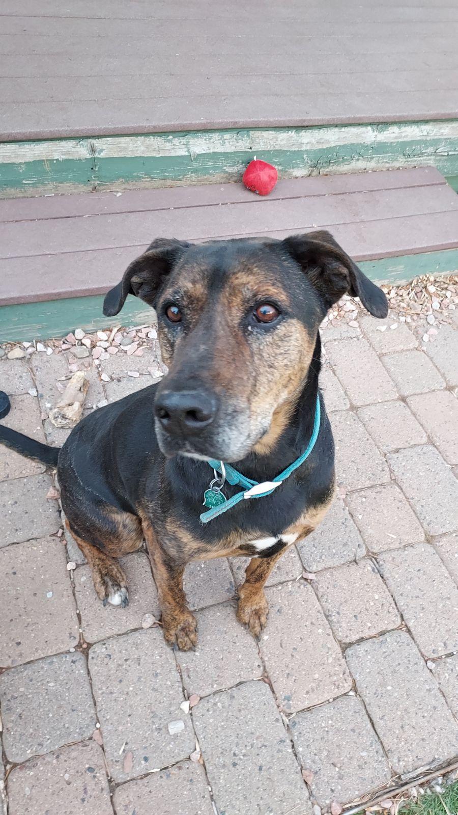 Enlarge Bruiser, a Adoptable Doberman Pinscher in Colorado Springs, CO image 4/6