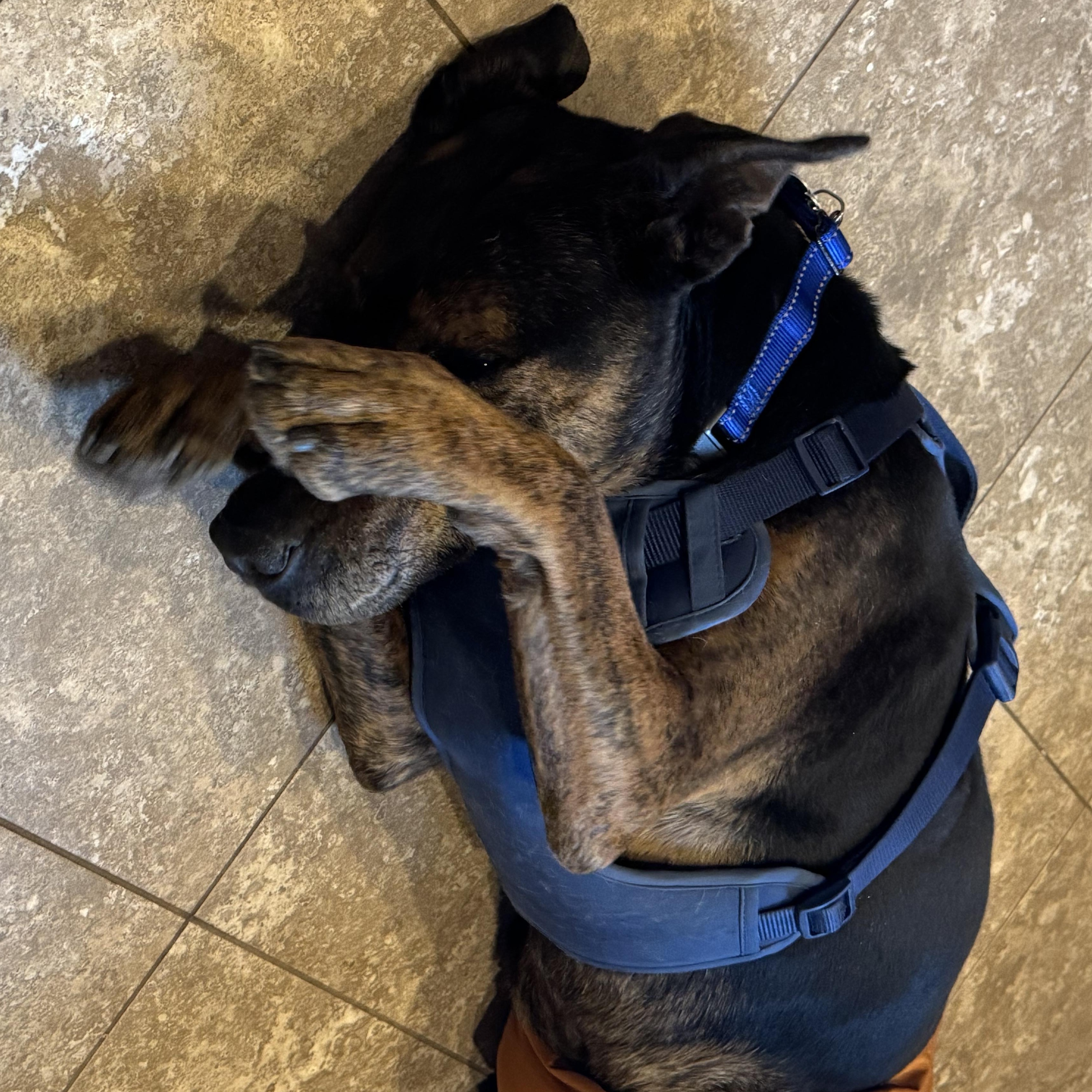 Enlarge Bruiser, a Adoptable Doberman Pinscher in Colorado Springs, CO image 5/6