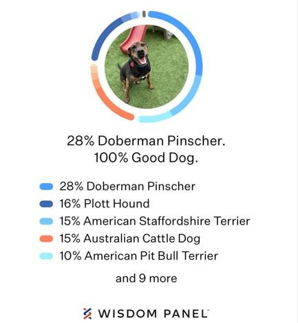 Enlarge Bruiser, a Adoptable Doberman Pinscher in Colorado Springs, CO image 6/6