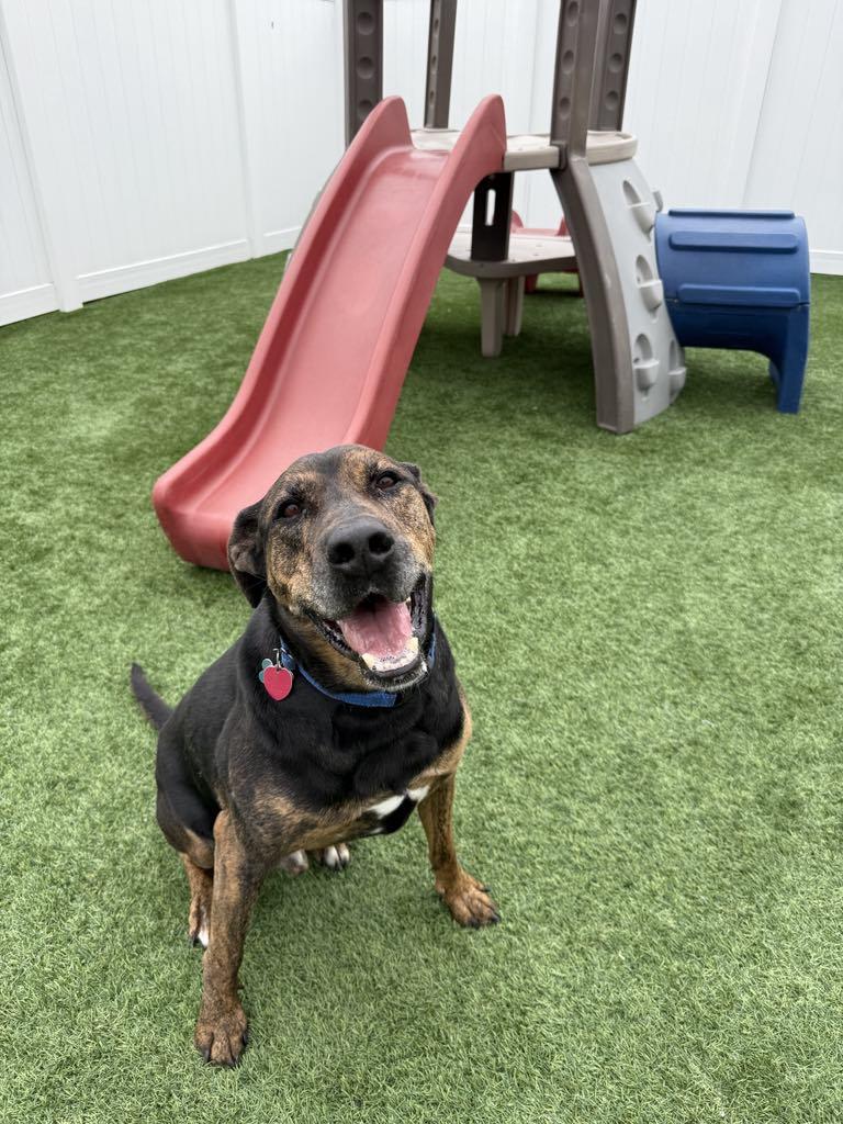Enlarge Bruiser, a Adoptable Doberman Pinscher in Colorado Springs, CO image 2/6