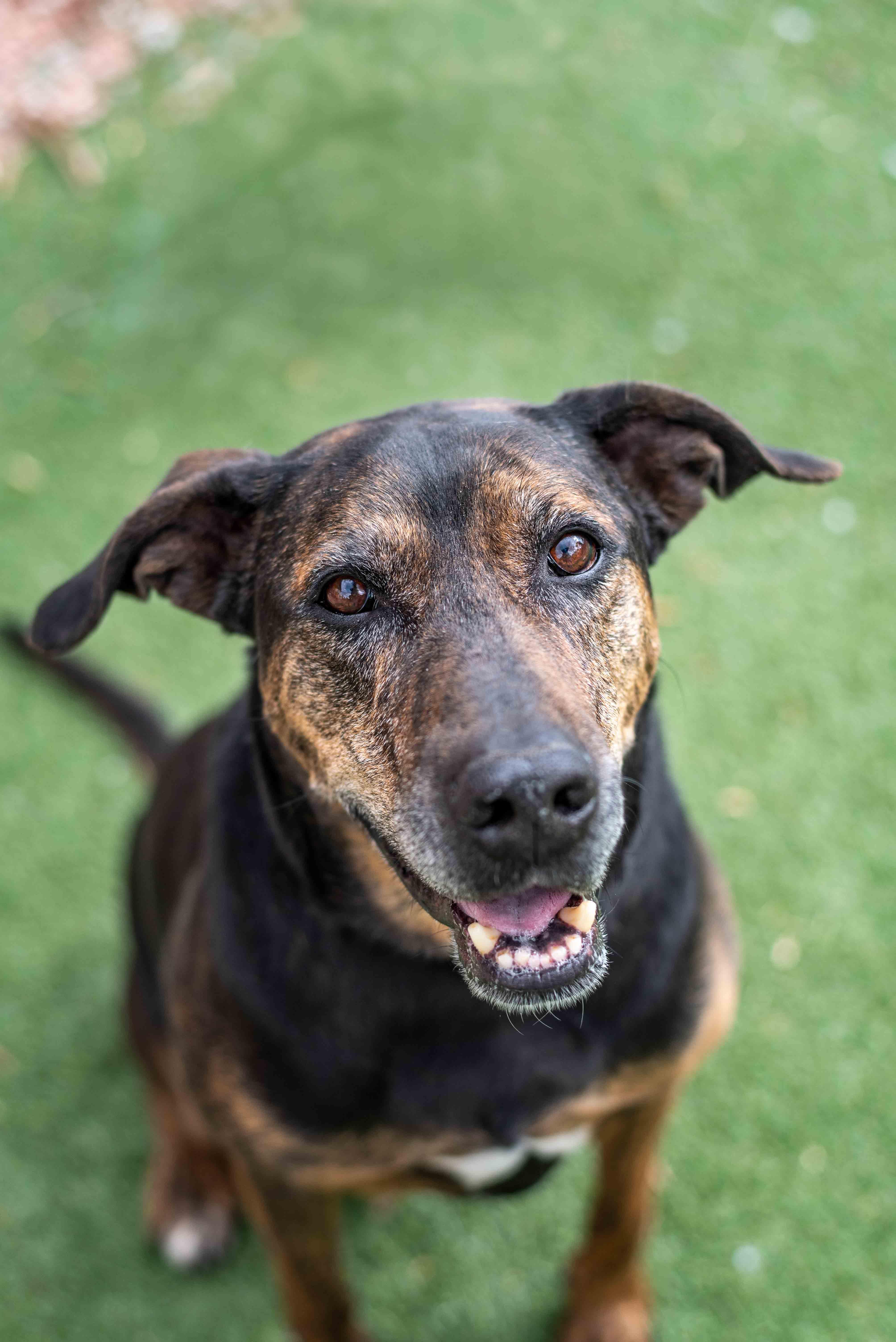 Bruiser, Adoptable, Adult Male Doberman Pinscher.