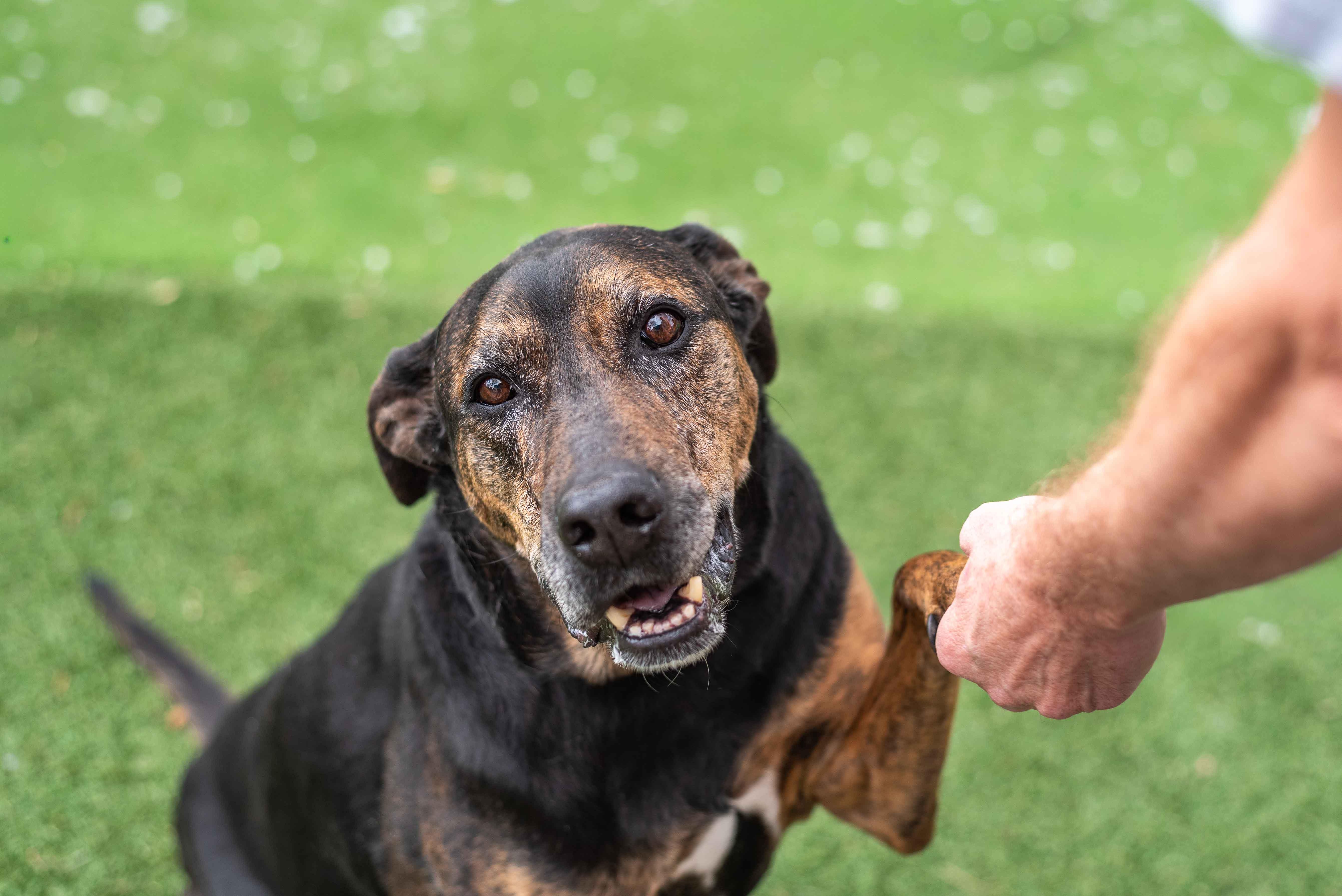 Enlarge Bruiser, a Adoptable Doberman Pinscher in Colorado Springs, CO image 6/6