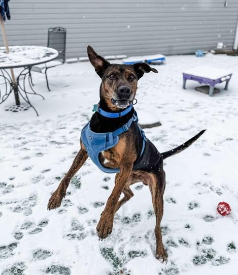Enlarge Bruiser, a Adoptable Doberman Pinscher in Colorado Springs, CO image 3/6
