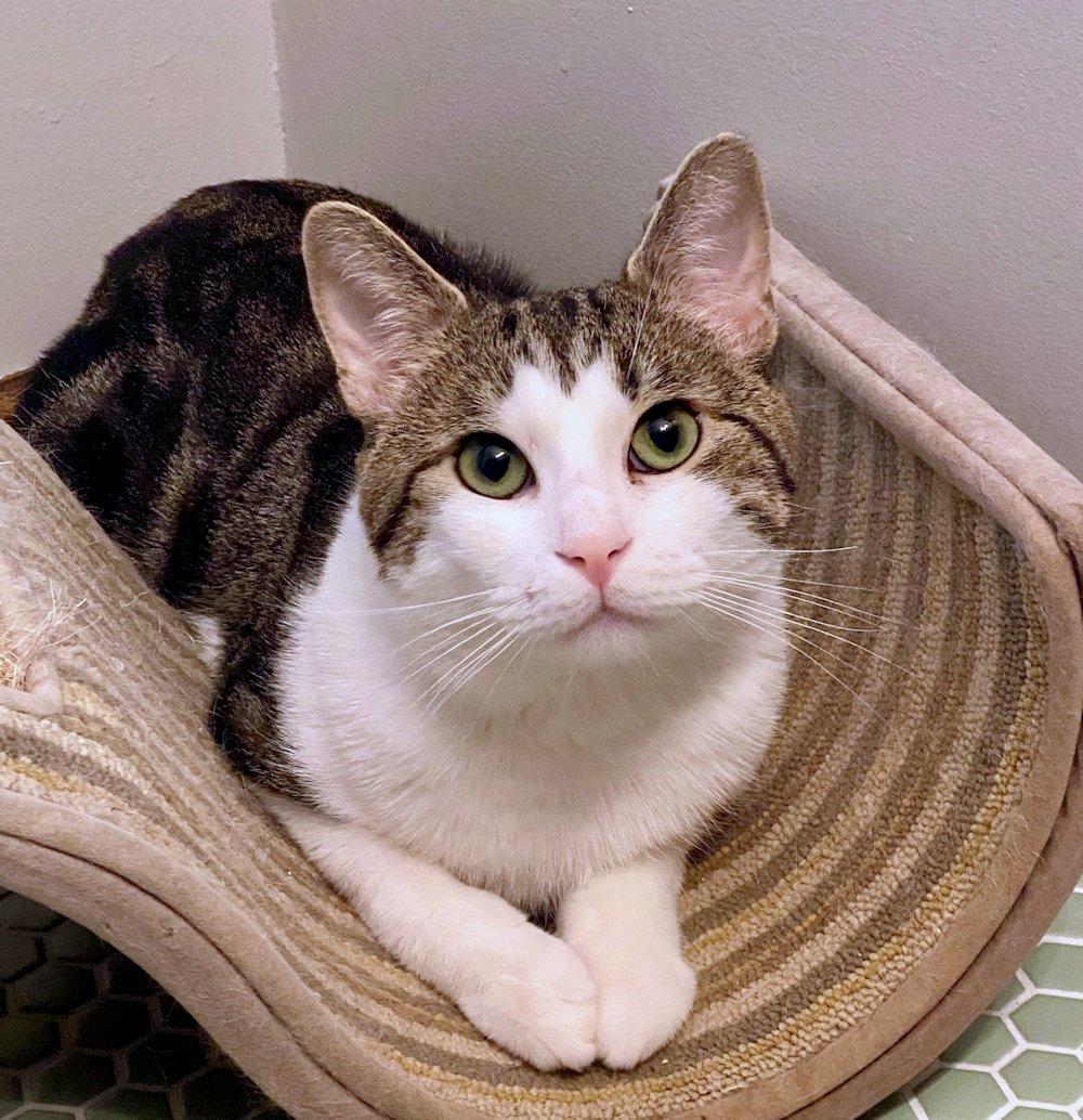Alex, an adoptable Domestic Short Hair in White Bear Lake, MN image 6/6