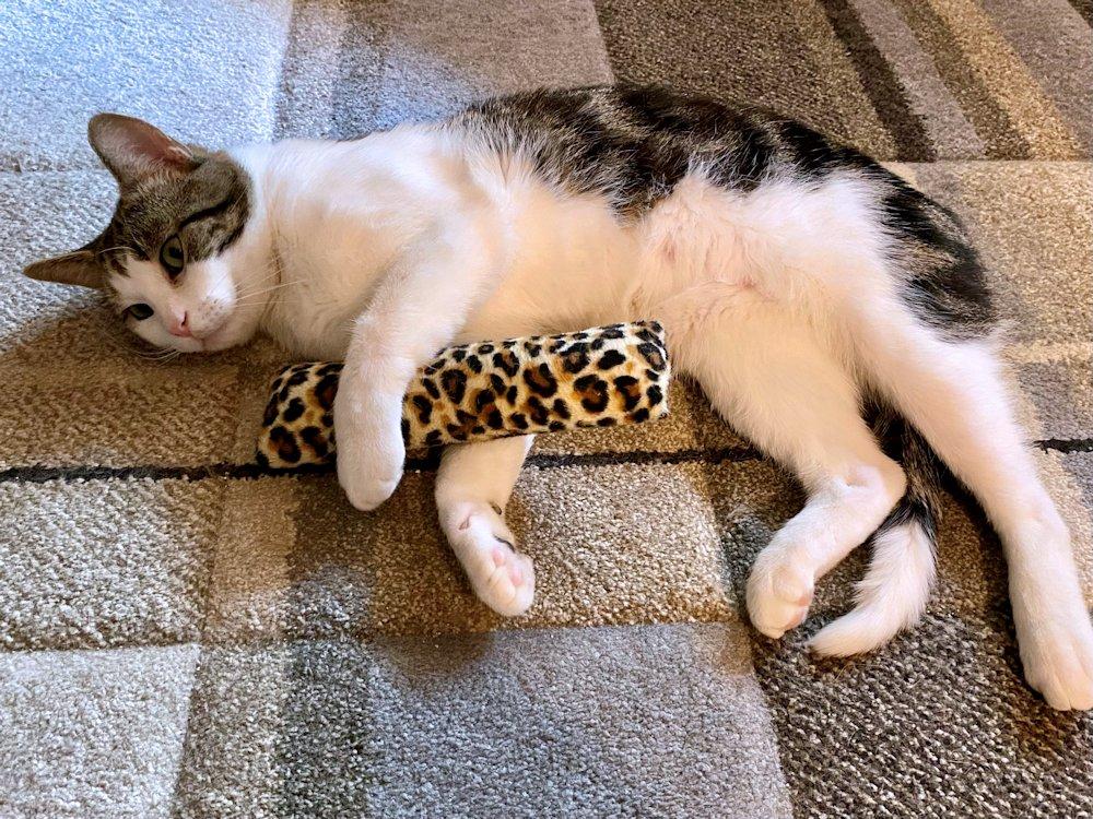 Alex, an adoptable Domestic Short Hair in White Bear Lake, MN image 3/6