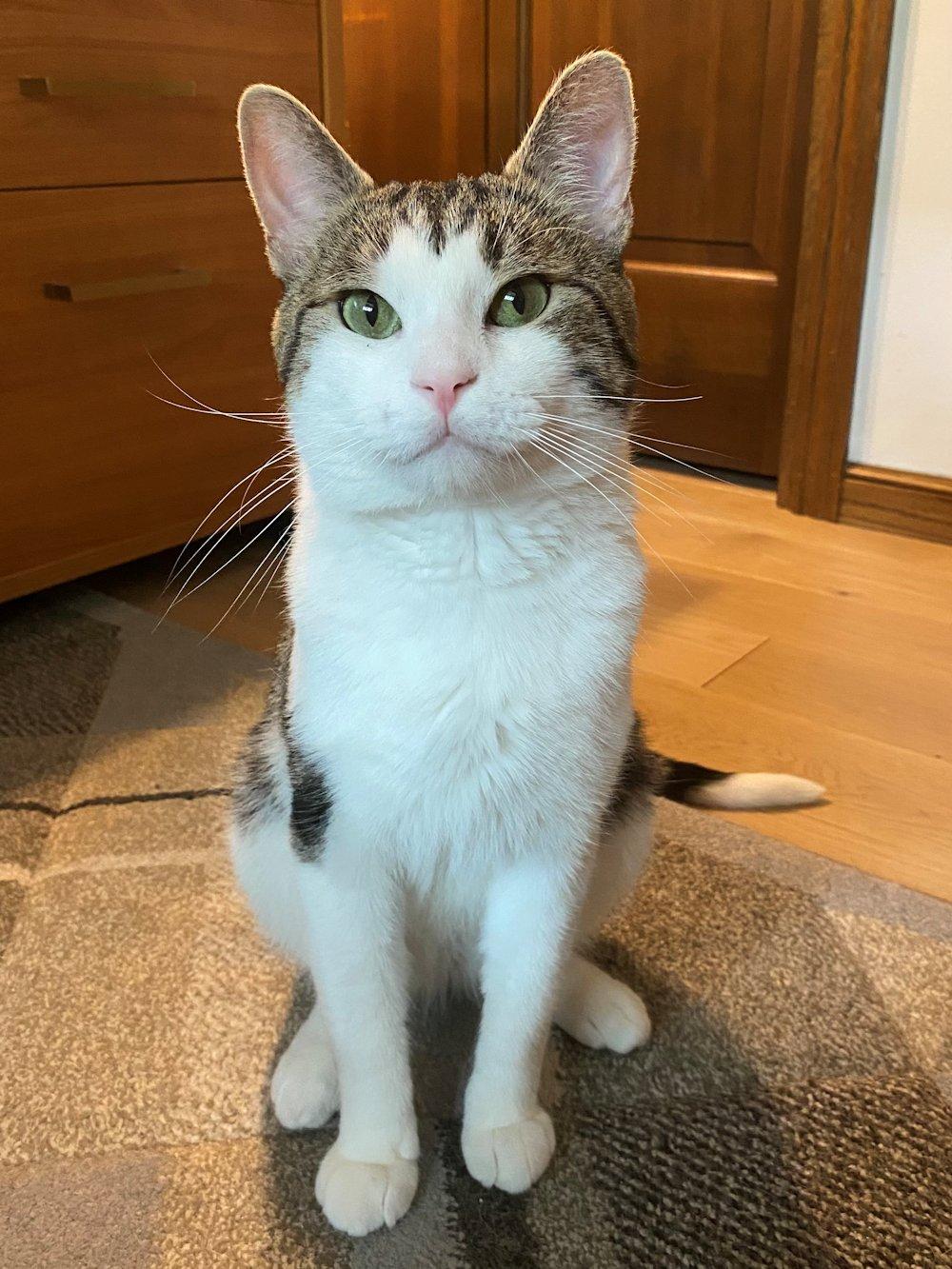 Alex, an adoptable Domestic Short Hair in White Bear Lake, MN image 1/6