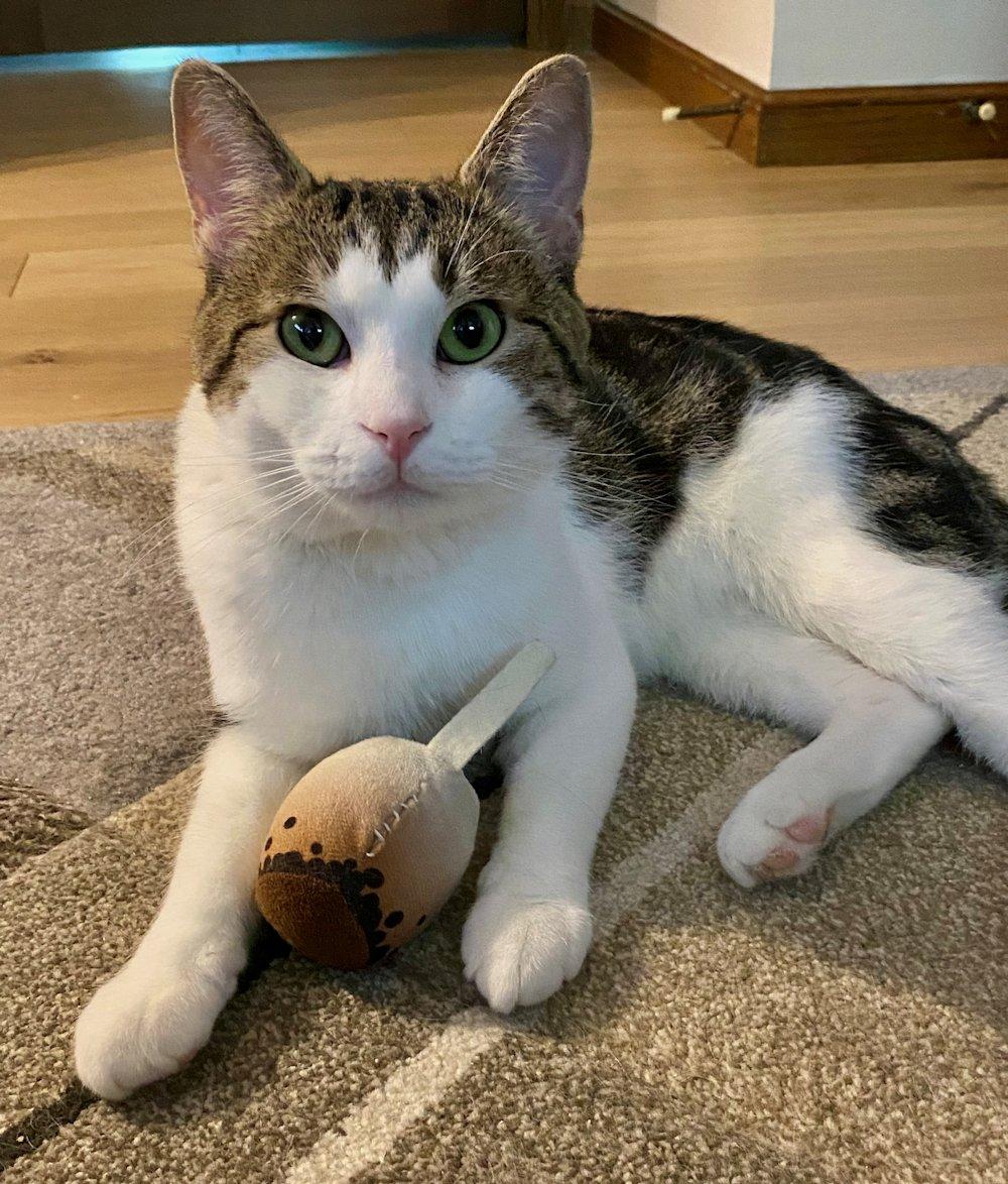 Alex, an adoptable Domestic Short Hair in White Bear Lake, MN image 4/6