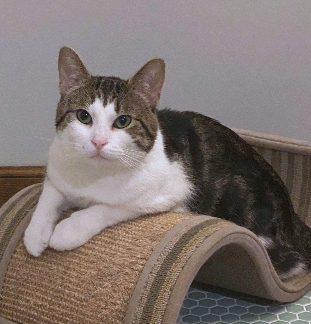 Alex, an adoptable Domestic Short Hair in White Bear Lake, MN image 2/6