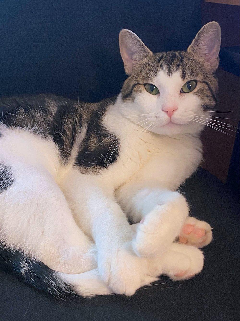 Alex, an adoptable Domestic Short Hair in White Bear Lake, MN image 5/6