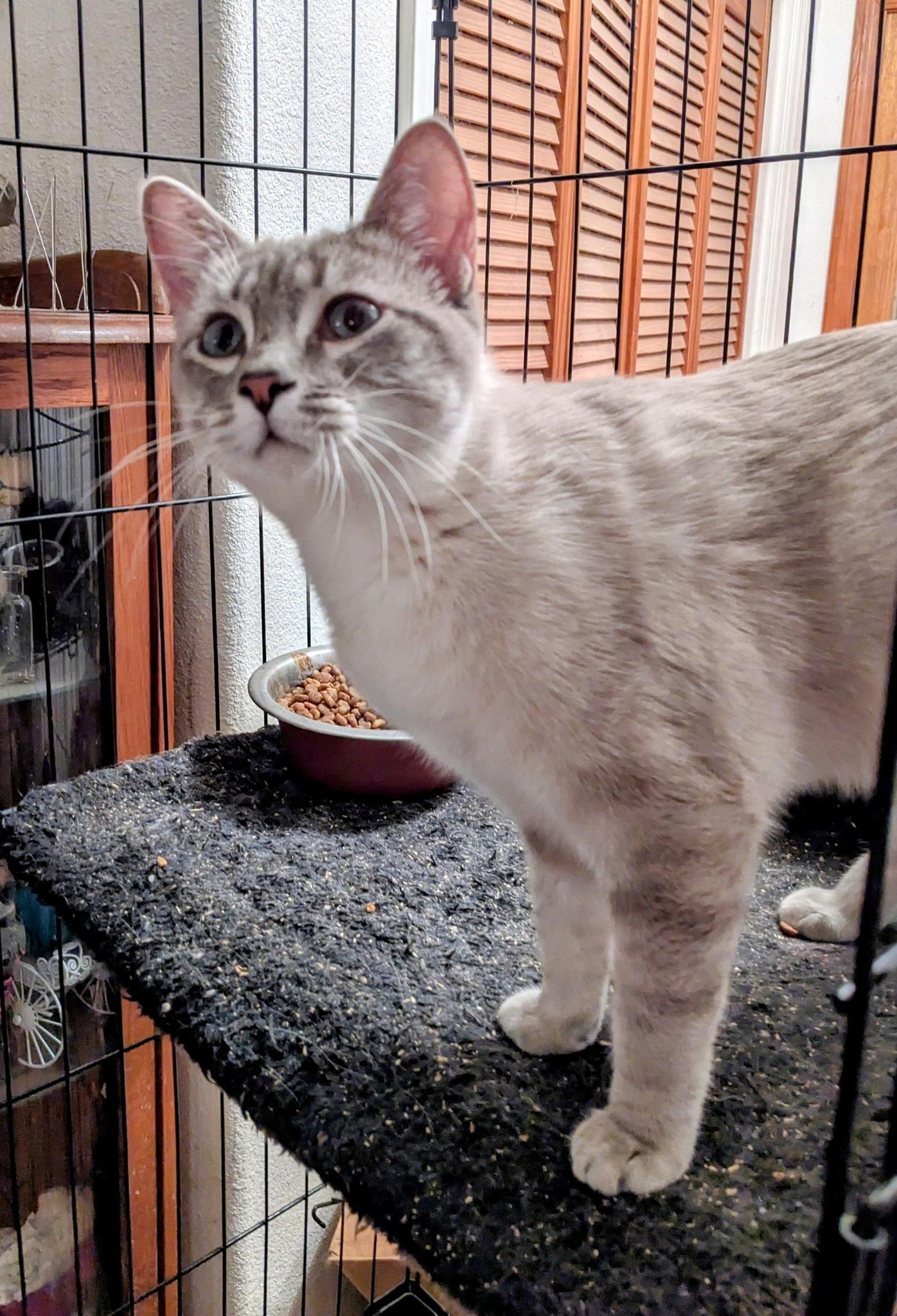 GEM, a Adoptable mixed breed in Cottonwood, CA image 6/6