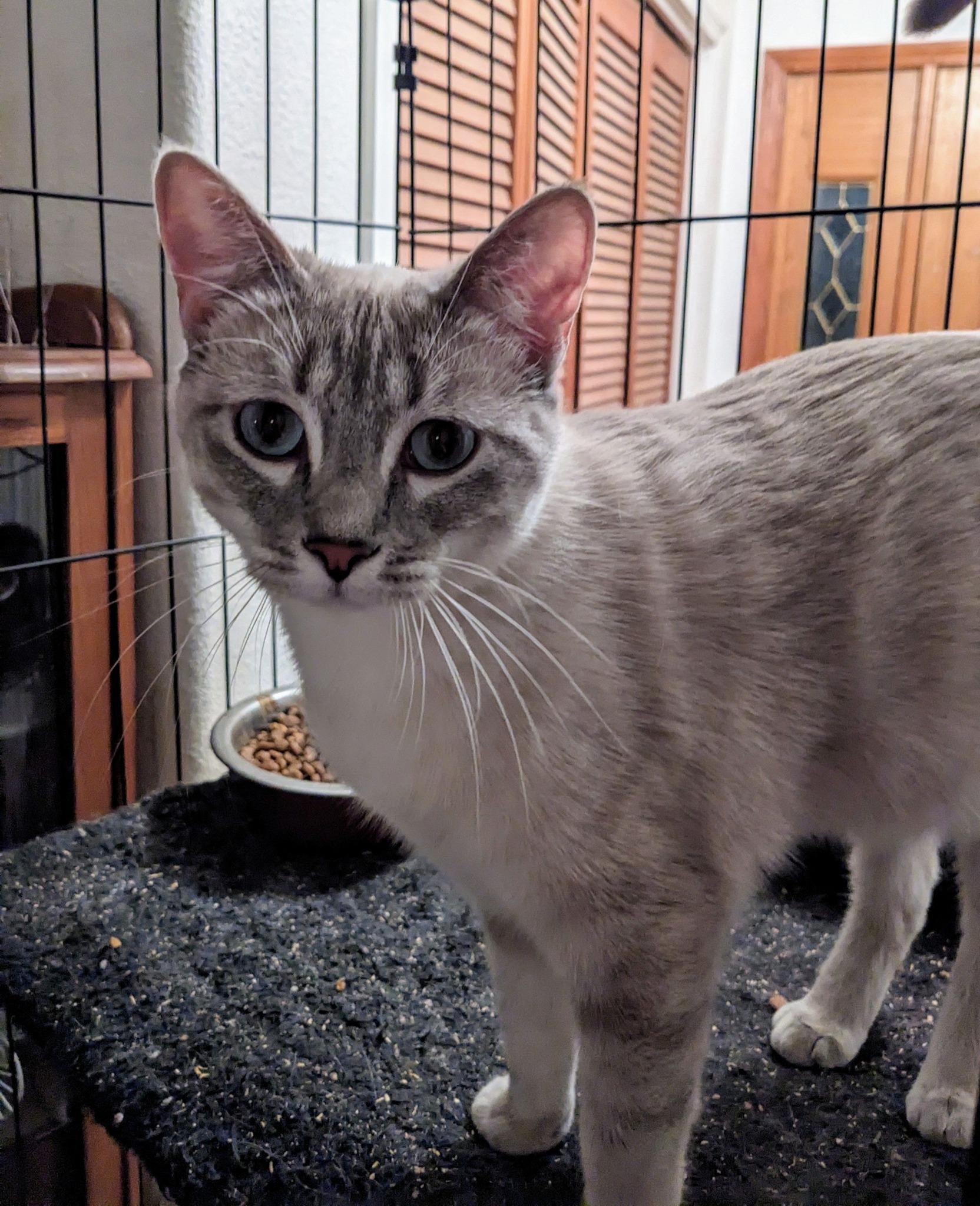 GEM, a Adoptable mixed breed in Cottonwood, CA image 5/6