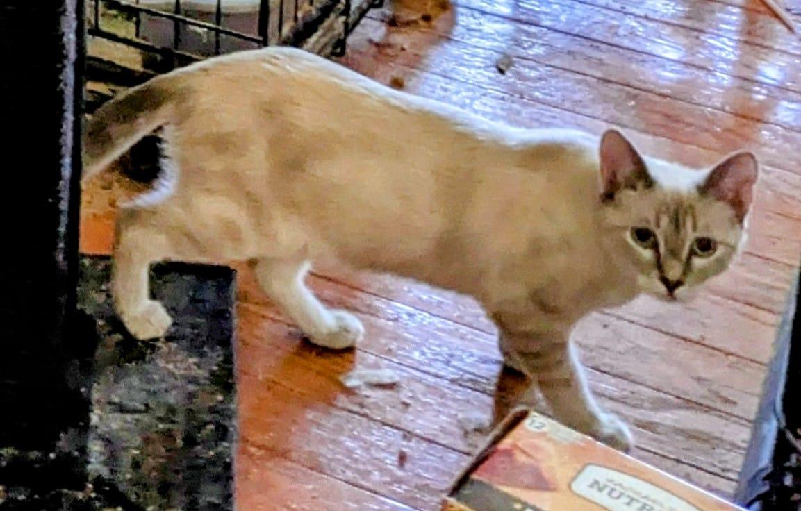 GEM, a Adoptable mixed breed in Cottonwood, CA image 3/6