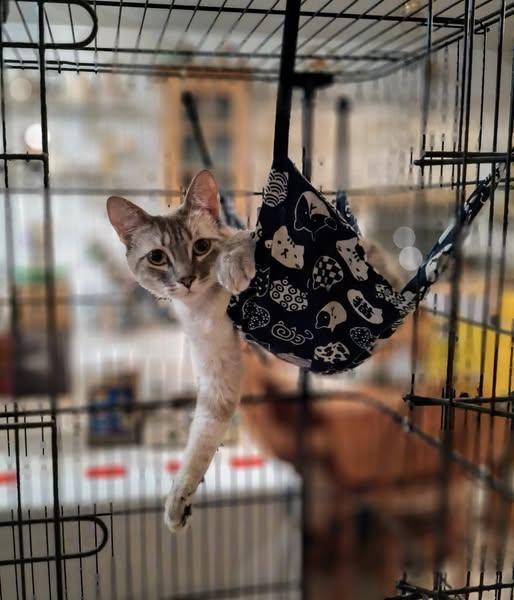 GEM, a Adoptable mixed breed in Cottonwood, CA image 1/6