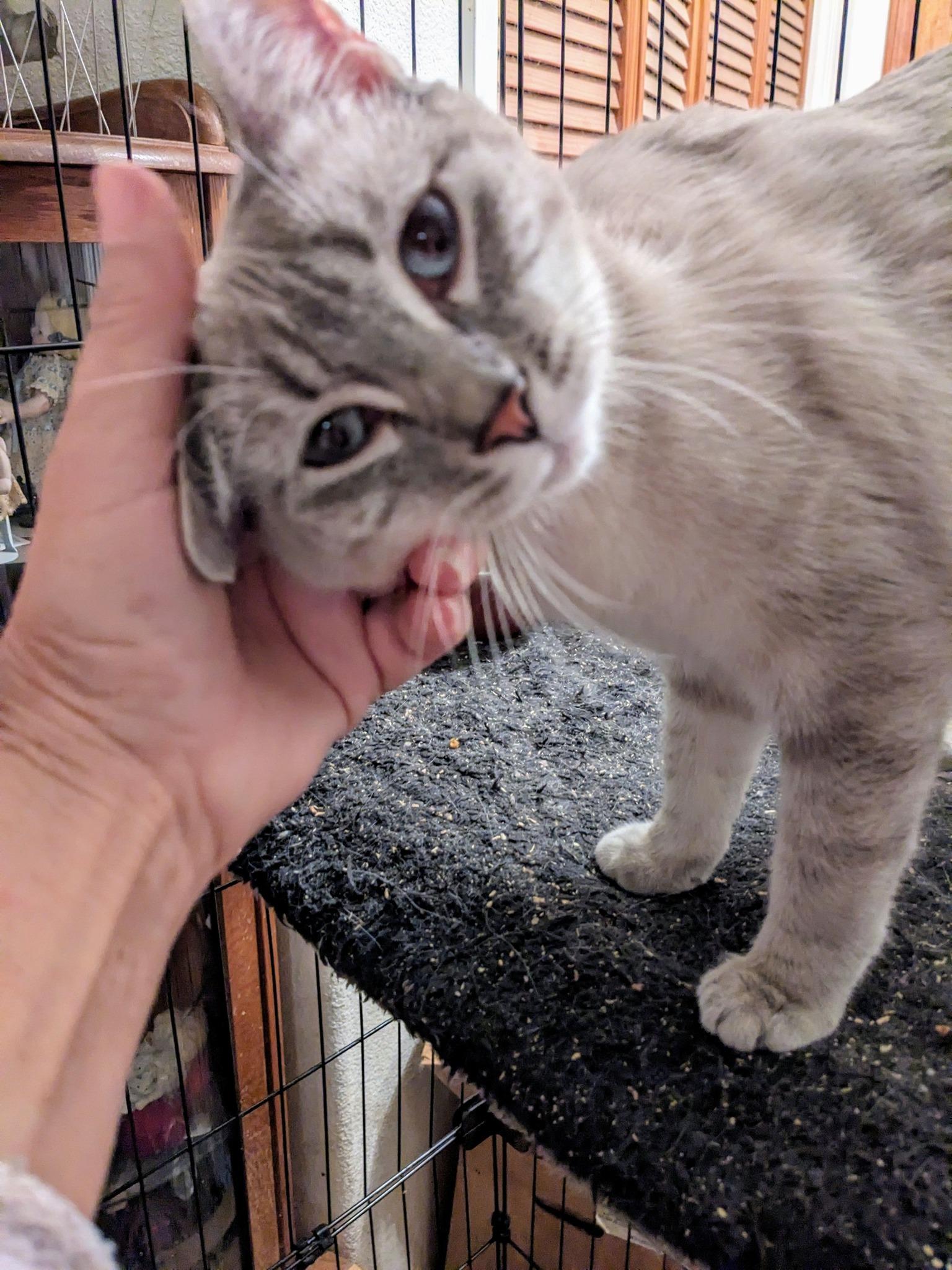 GEM, a Adoptable mixed breed in Cottonwood, CA image 4/6