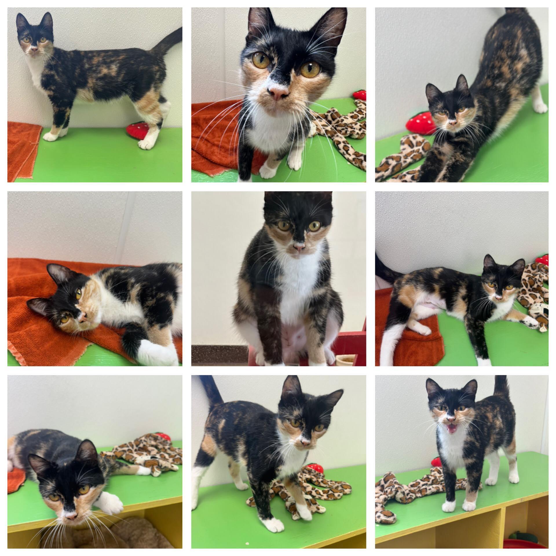 Penny, ADOPTABLE, Young Female Domestic Short Hair.