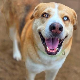 Enlarge Curly, a Adoptable mixed breed in Beaumont, TX image 1/6