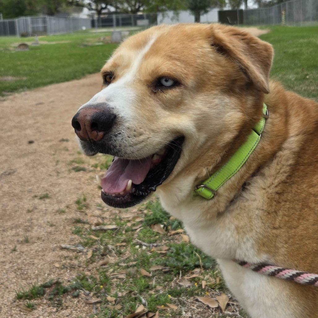 Enlarge Curly, a Adoptable mixed breed in Beaumont, TX image 4/6