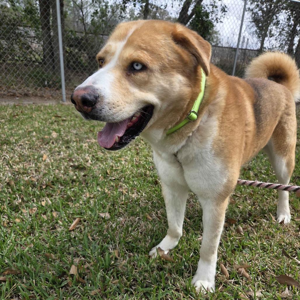 Enlarge Curly, a Adoptable mixed breed in Beaumont, TX image 5/6