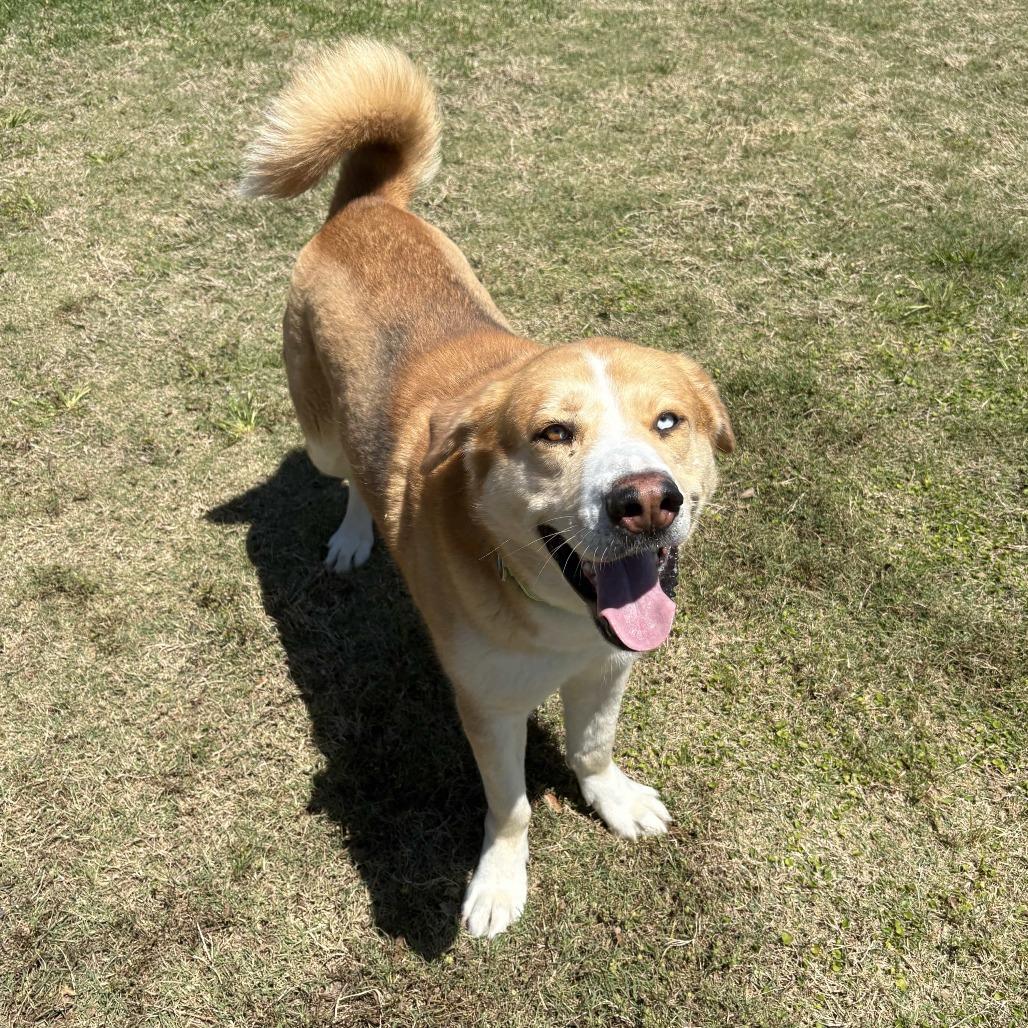 Enlarge Curly, a Adoptable mixed breed in Beaumont, TX image 5/6