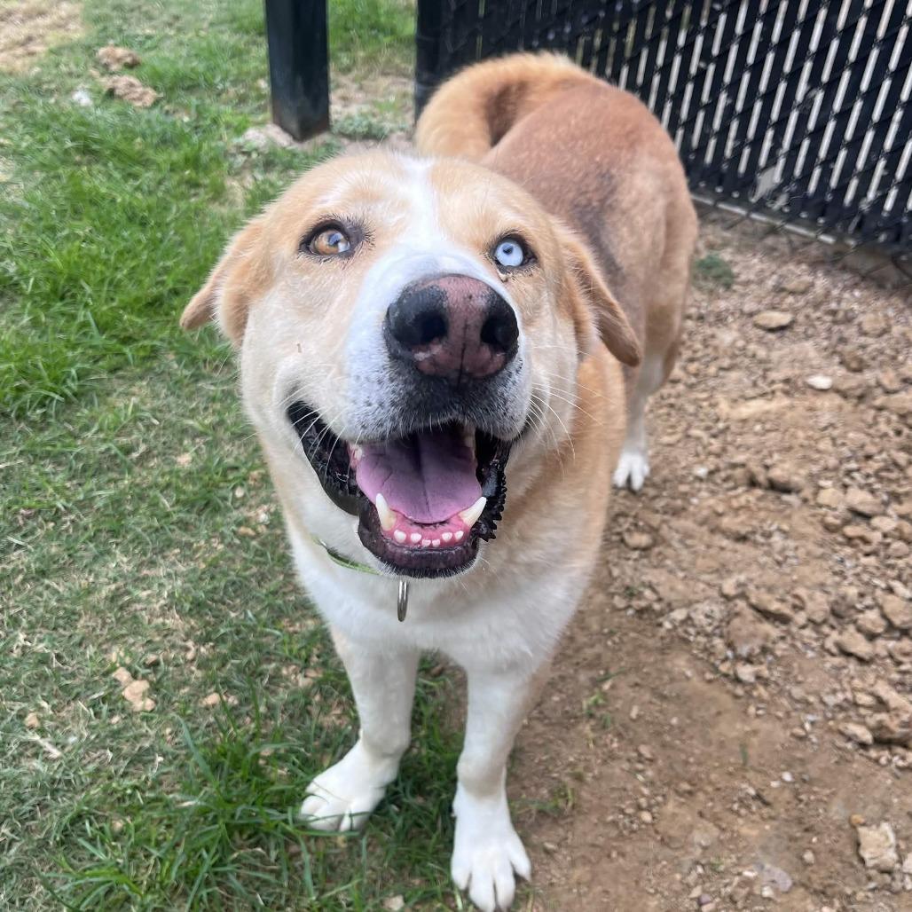 Curly, a Adoptable mixed breed in Beaumont, TX image 5/6