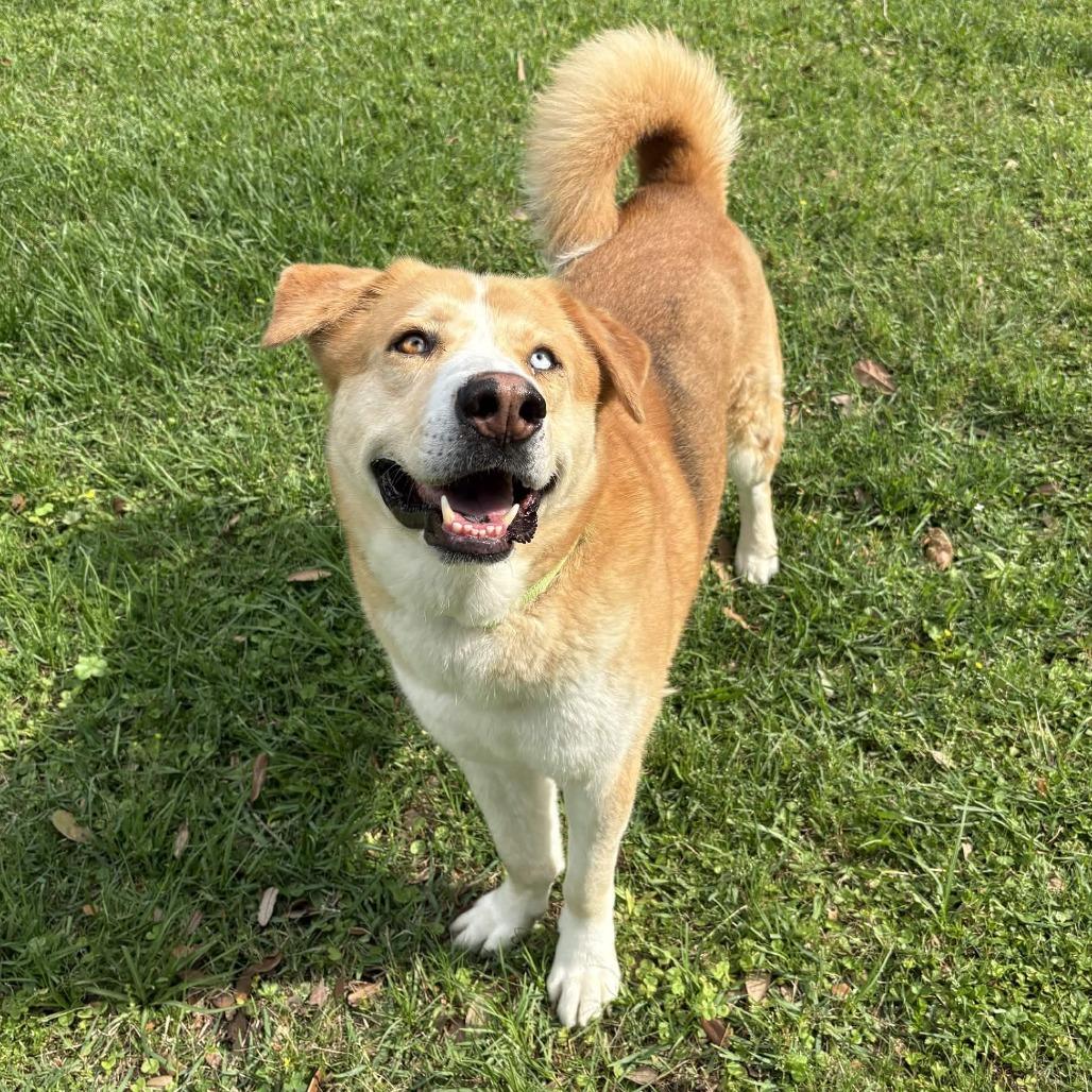 Enlarge Curly, a Adoptable mixed breed in Beaumont, TX image 6/6