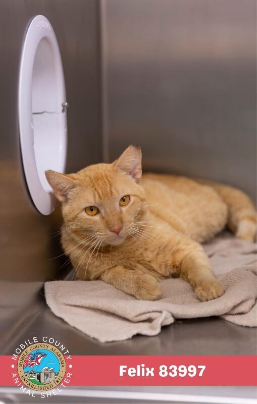Felix, Adoptable, Adult Male Domestic Short Hair.
