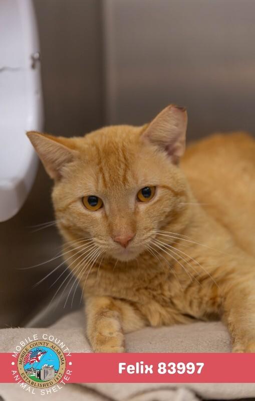 Enlarge Felix, a Adoptable Domestic Short Hair in Mobile, AL image 2/3