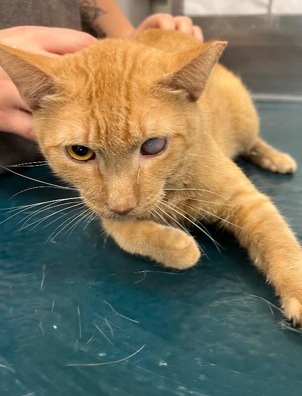 Enlarge Felix, a Adoptable Domestic Short Hair in Mobile, AL image 3/3
