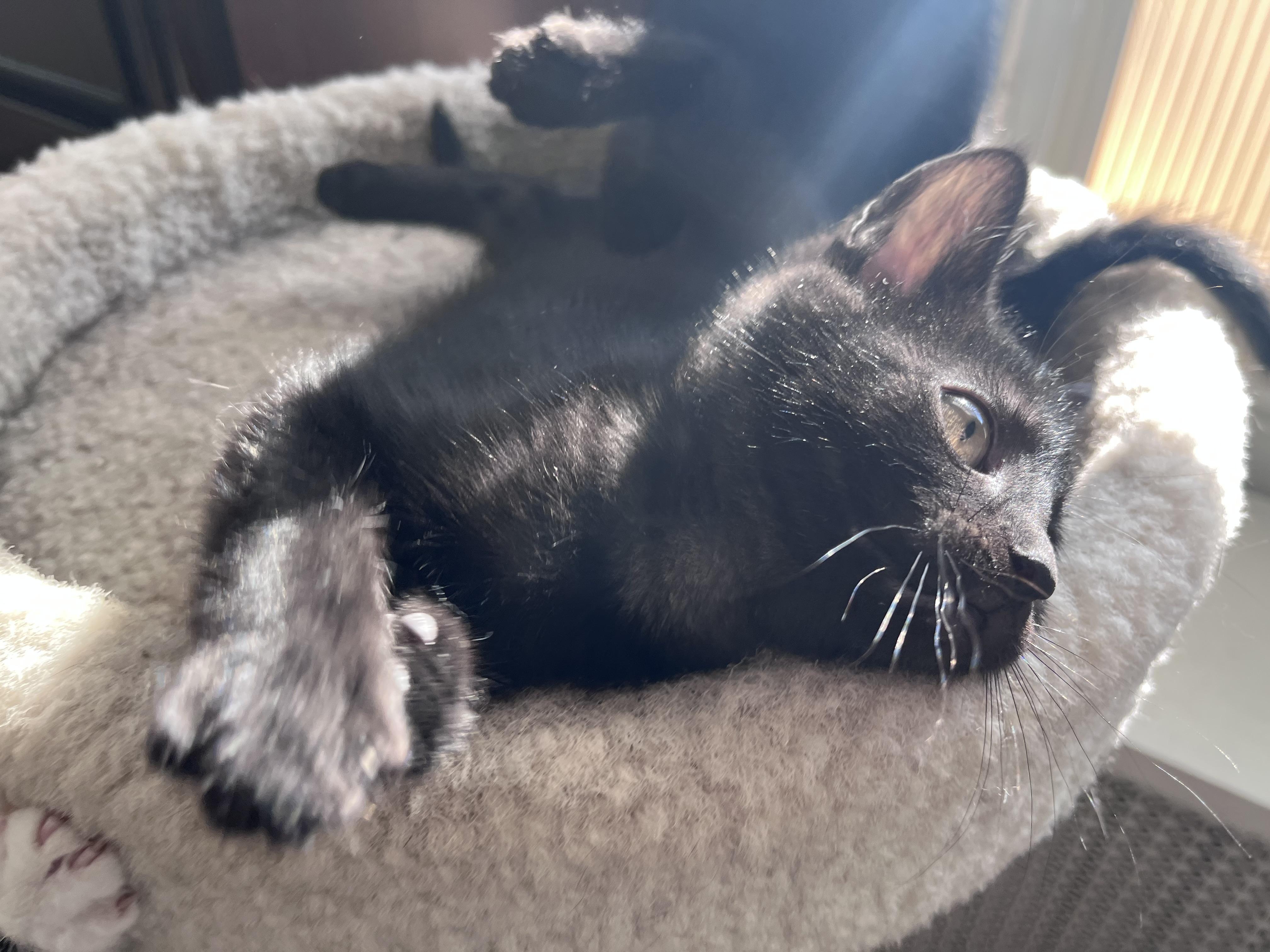 Angie, a ADOPTABLE mixed breed in Rocky Hill, CT image 2/6