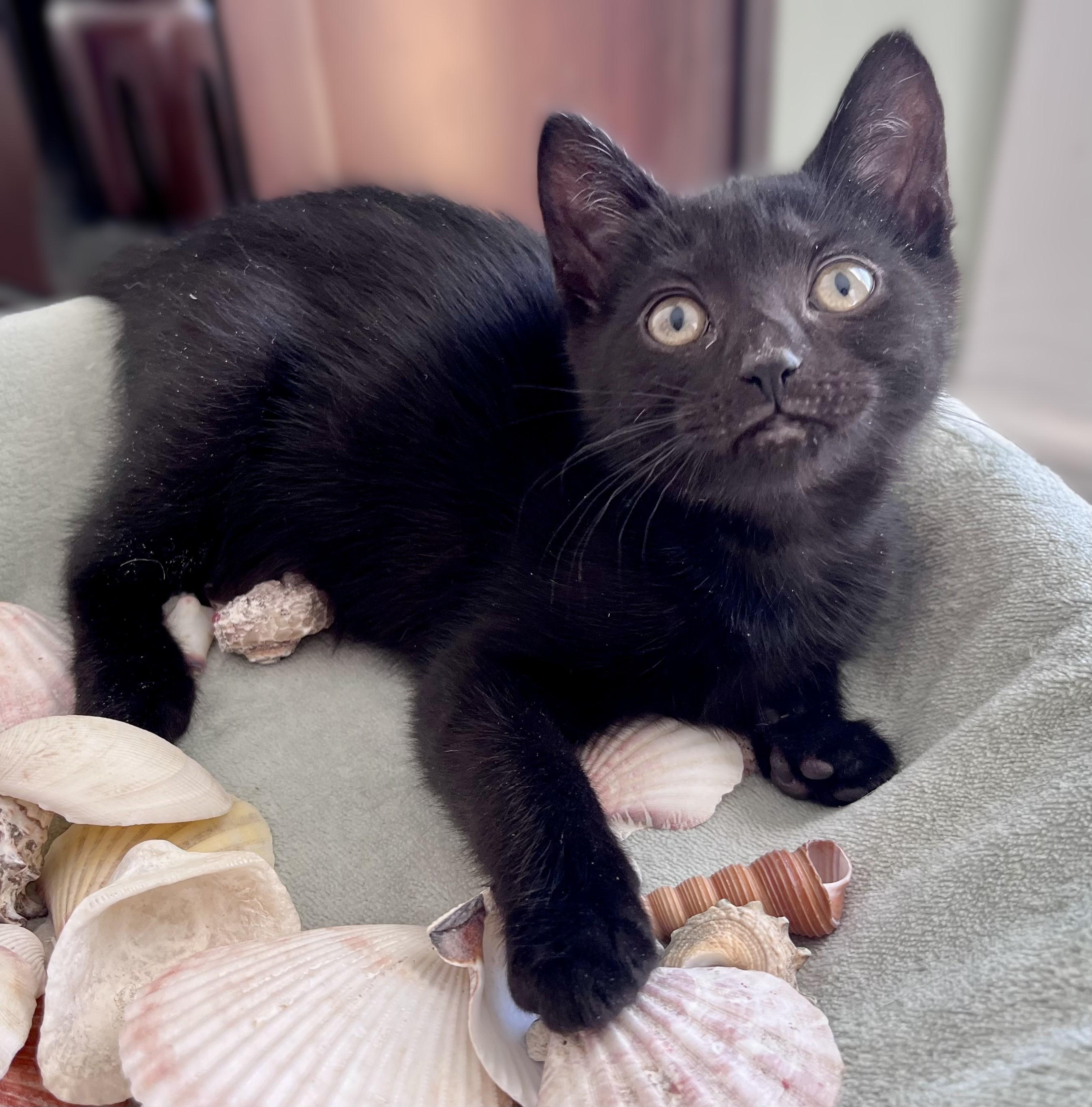 Angie, a ADOPTABLE mixed breed in Rocky Hill, CT image 5/6