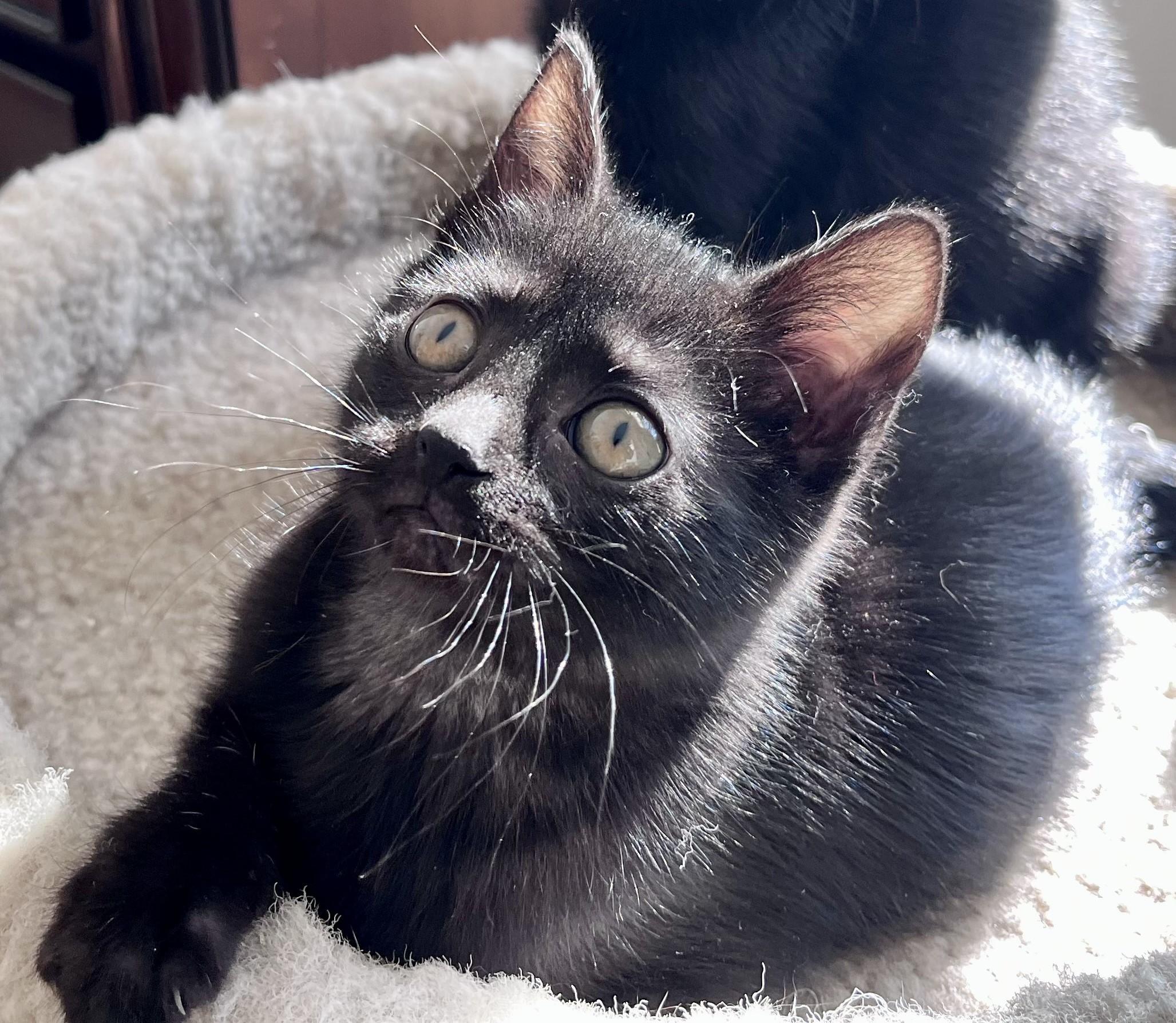 Angie, a ADOPTABLE mixed breed in Rocky Hill, CT image 3/6