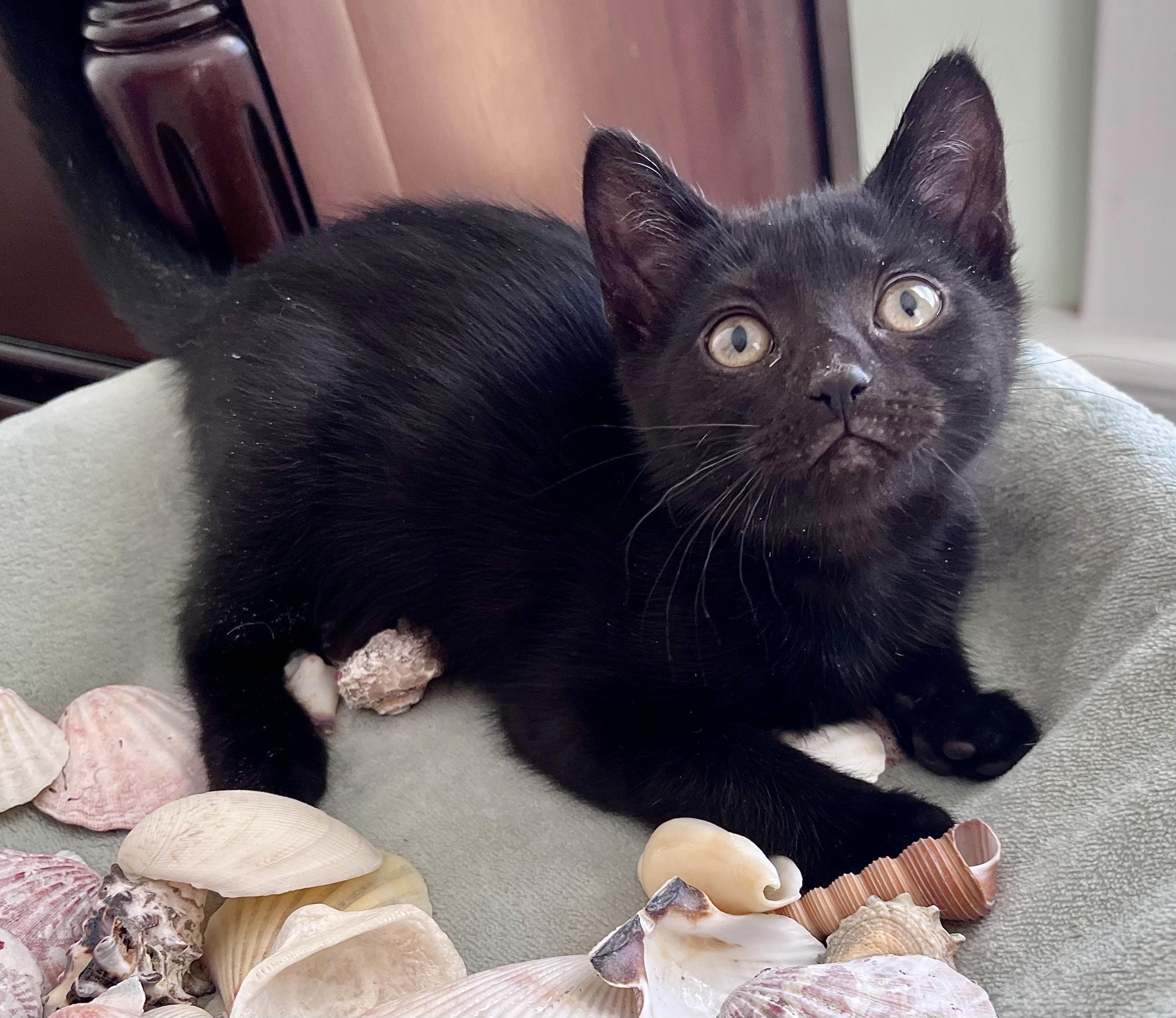 Angie, ADOPTABLE, Kitten Female Domestic Short Hair.