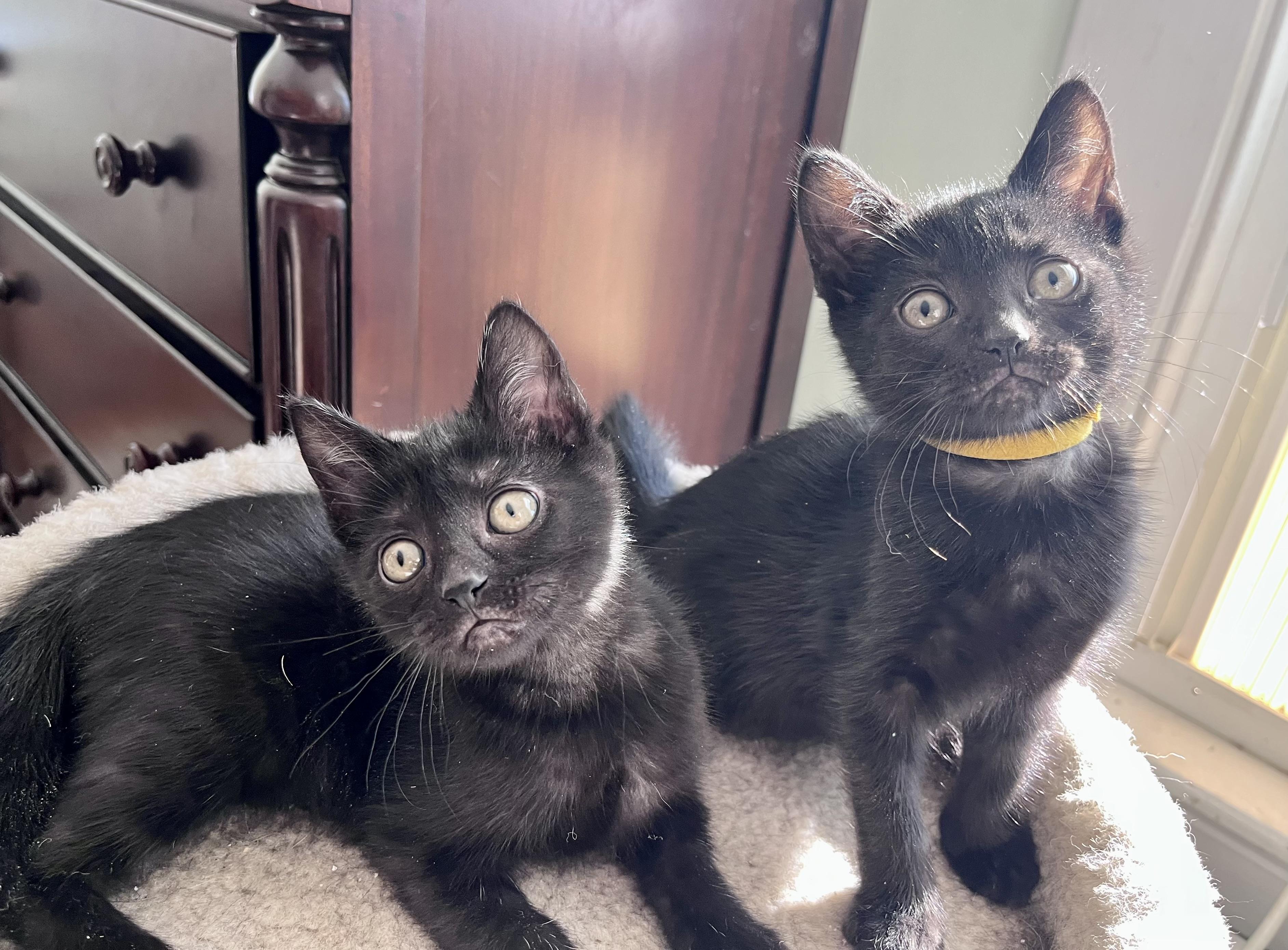 Angie, a ADOPTABLE mixed breed in Rocky Hill, CT image 4/6