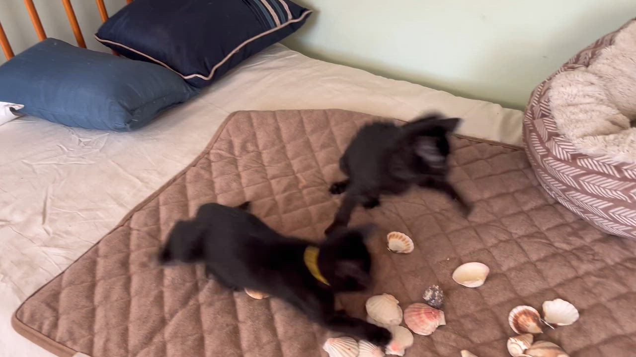 Enlarge Angie, a ADOPTABLE mixed breed in Rocky Hill, CT video 6/6