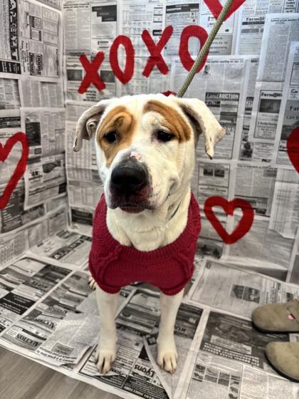 Enlarge Princess Pinky, a Adoptable mixed breed in Lafayette, IN image 1/2