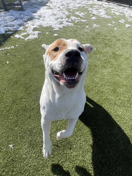 Enlarge Princess Pinky, a Adoptable mixed breed in Lafayette, IN image 2/2
