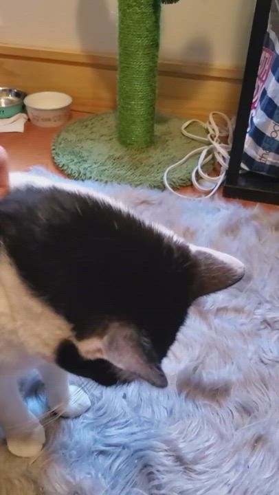 Enlarge Fabulous Fuego, a Adopted mixed breed in New York, NY video 6/11